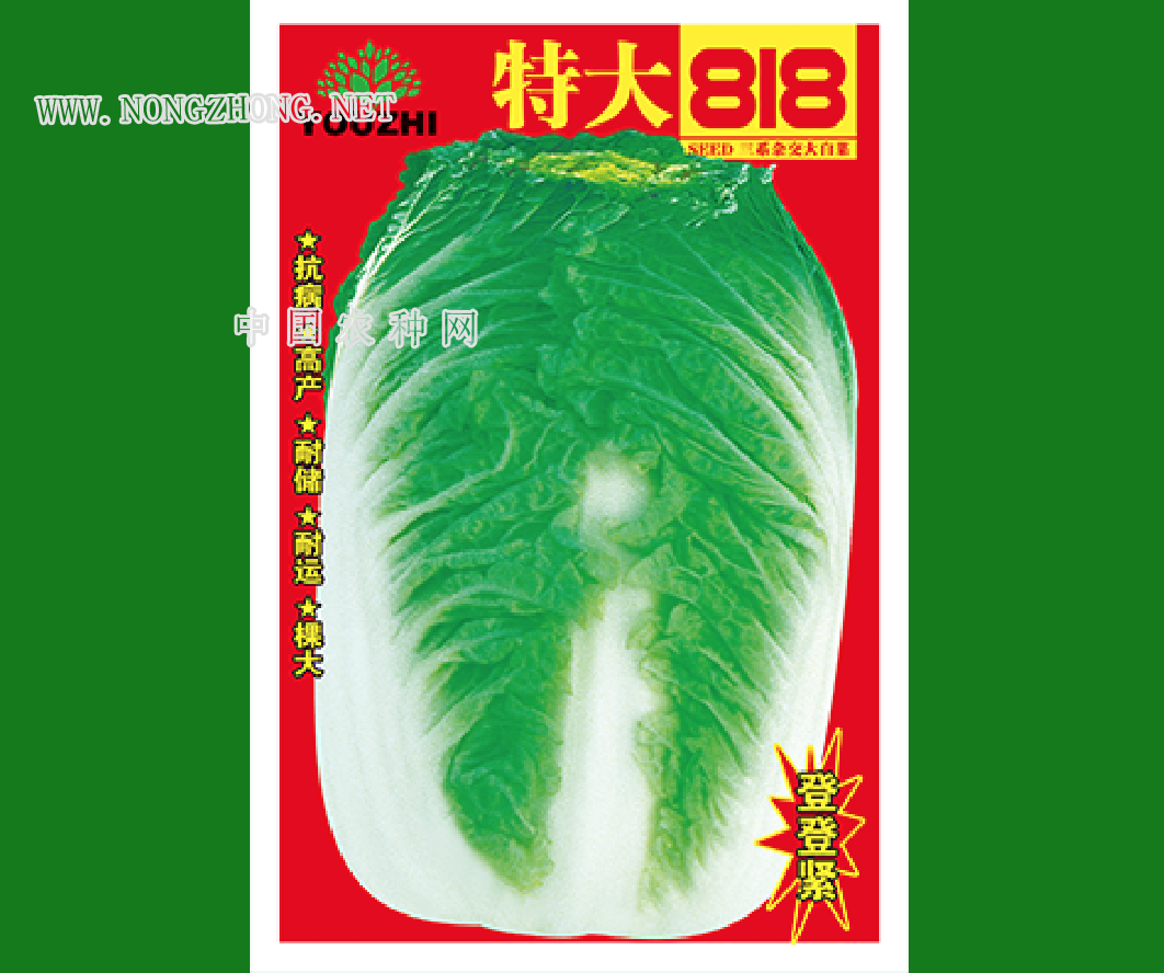  特大818